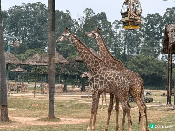 廣州四日三夜親子之旅  這個廣州攻略融合了長隆度假區的開心活...