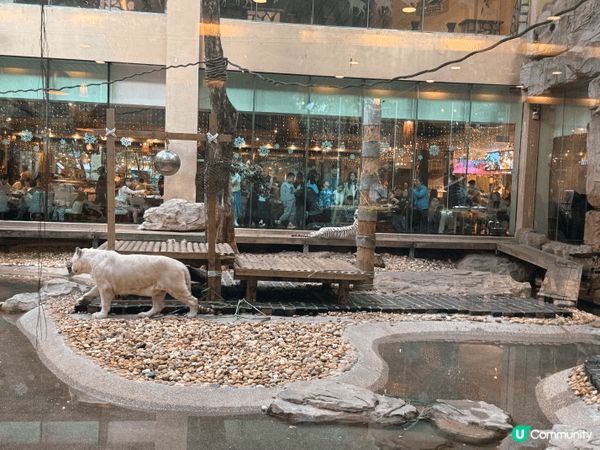 廣州長隆度假區酒店開箱大比拼 長隆酒店VS長隆熊貓酒店  這...