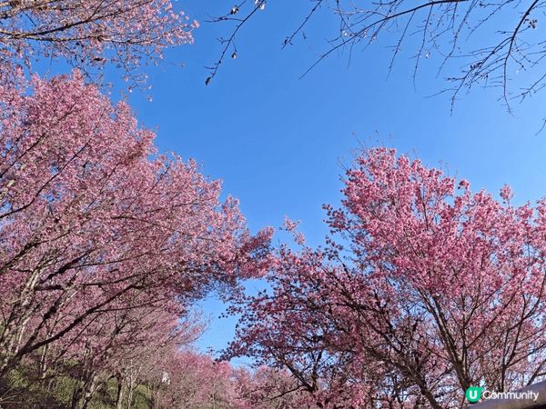 《雲南冬樱花》無量山櫻花谷位於大理州南澗縣無量鎮內，每到冬天...