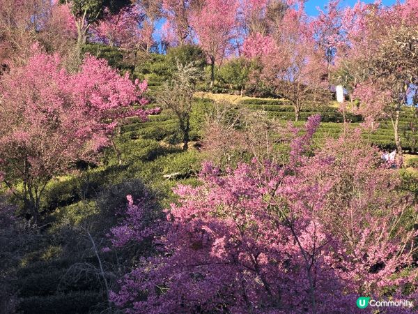 《雲南冬樱花》無量山櫻花谷位於大理州南澗縣無量鎮內，每到冬天...