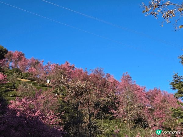 《雲南冬樱花》無量山櫻花谷位於大理州南澗縣無量鎮內，每到冬天...