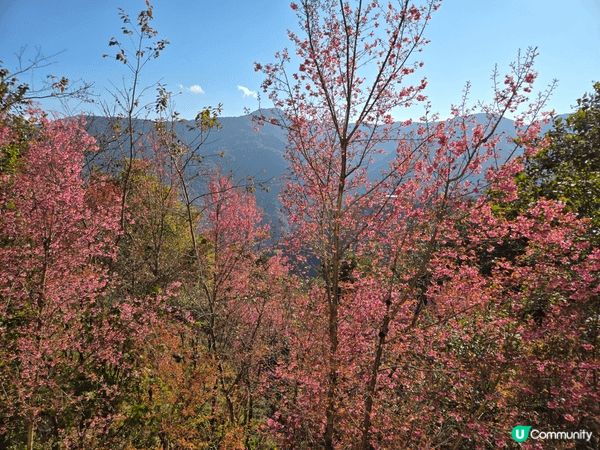 《雲南冬樱花》無量山櫻花谷位於大理州南澗縣無量鎮內，每到冬天...