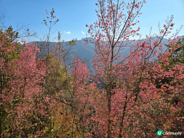 《雲南冬樱花》無量山櫻花谷位於大理州南澗縣無量鎮內，每到冬天...