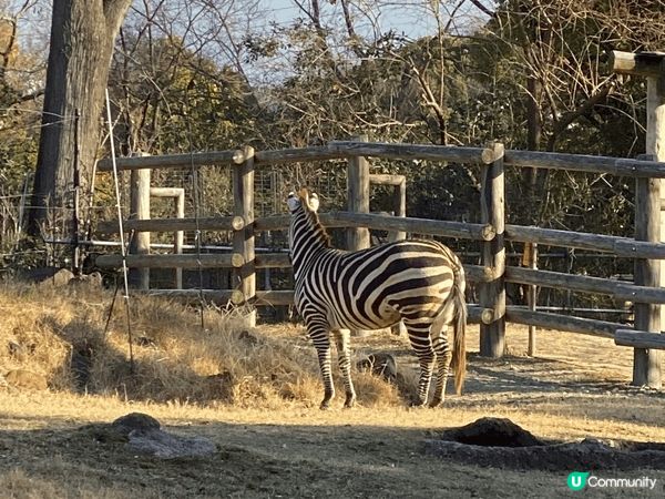 大阪動物園，去到有落小雪小朋友開心到不得了，而且有很多動物，...