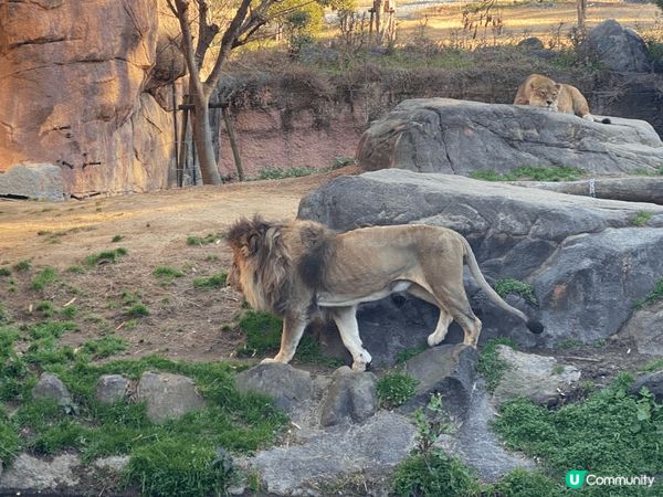 大阪動物園，去到有落小雪小朋友開心到不得了，而且有很多動物，...