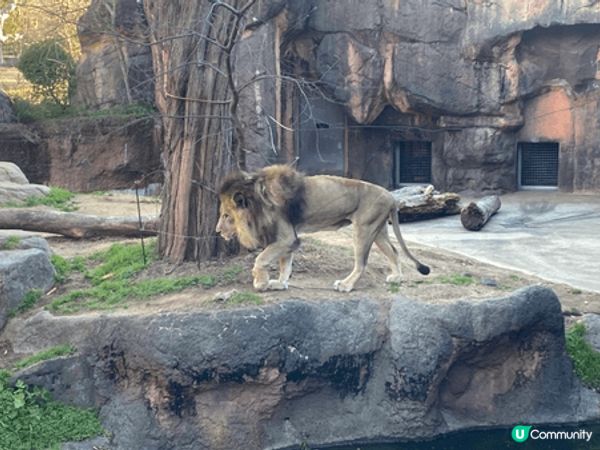 大阪動物園，去到有落小雪小朋友開心到不得了，而且有很多動物，...