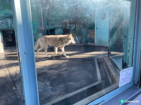 大阪動物園，去到有落小雪小朋友開心到不得了，而且有很多動物，...