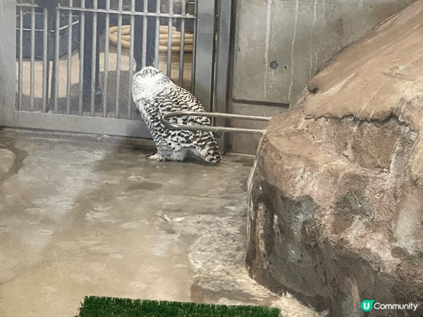 大阪動物園，去到有落小雪小朋友開心到不得了，而且有很多動物，...