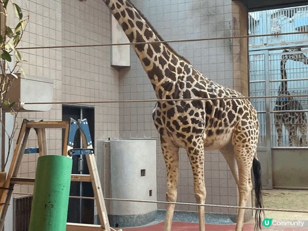大阪動物園，去到有落小雪小朋友開心到不得了，而且有很多動物，...