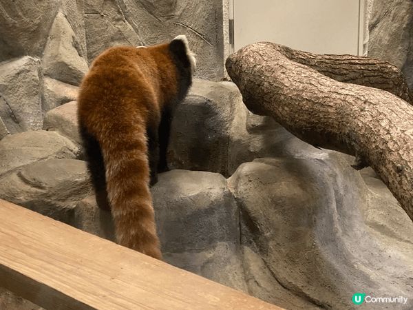 大阪動物園，去到有落小雪小朋友開心到不得了，而且有很多動物，...