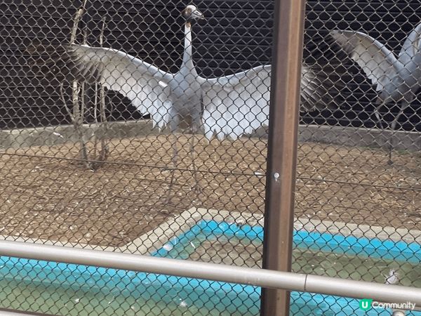 大阪動物園，去到有落小雪小朋友開心到不得了，而且有很多動物，...