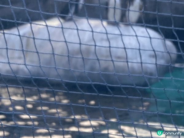 大阪動物園，去到有落小雪小朋友開心到不得了，而且有很多動物，...
