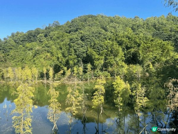 走進中山古香林公園，彷彿進入了一個詩意的世外桃源。這裡有百年...