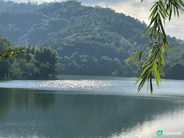 走進中山古香林公園，彷彿進入了一個詩意的世外桃源。這裡有百年...