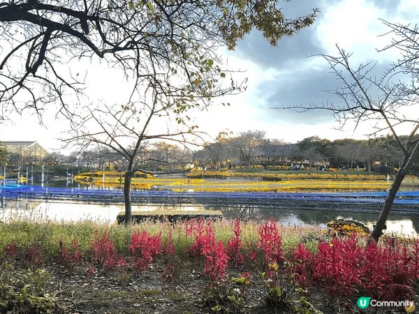 日本秋冬紅葉風景十分值得旅行人士打卡,風景優美,景色怡人,令...