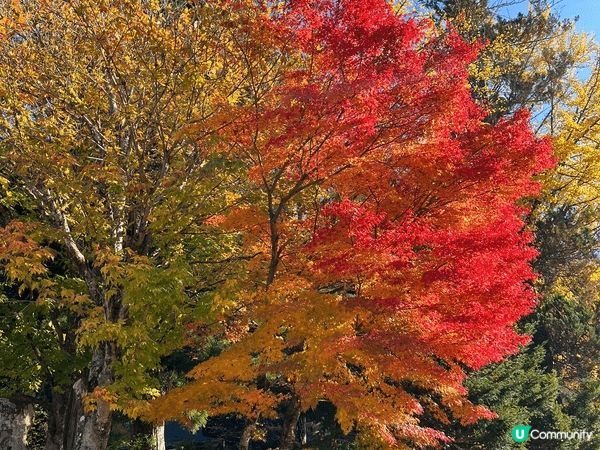 日本秋冬紅葉風景十分值得旅行人士打卡,風景優美,景色怡人,令...