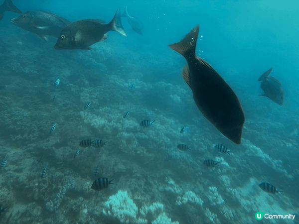 沖縄県那覇市通堂町２−1，海底船體驗，在船上可以買餘糧在海中...