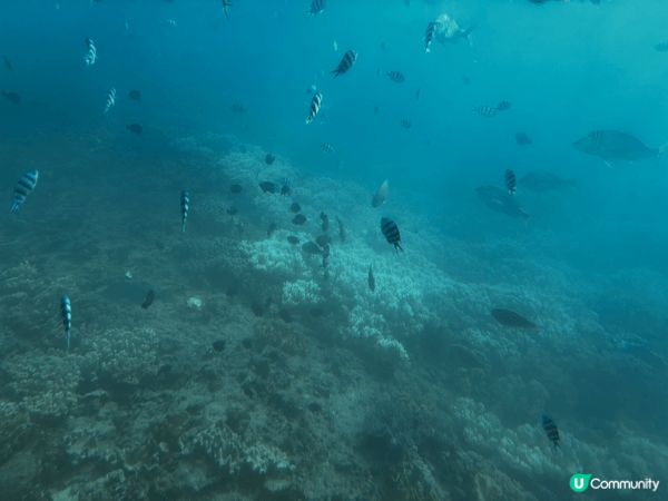 沖縄県那覇市通堂町２−1，海底船體驗，在船上可以買餘糧在海中...
