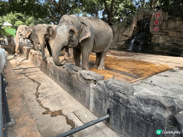 深圳動物園，好多動物睇，仲可以近距離接觸，又可以餵佢地食野，...