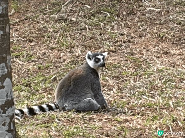 深圳動物園，好多動物睇，仲可以近距離接觸，又可以餵佢地食野，...