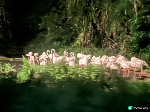 新加坡夜間動物園，已經係第二次去啦，都覺得好有feel然後睇...