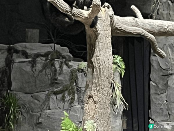 新加坡夜間動物園，已經係第二次去啦，都覺得好有feel然後睇...