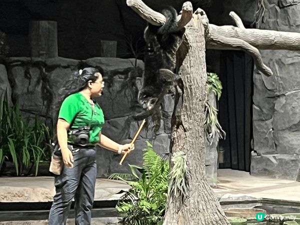 新加坡夜間動物園，已經係第二次去啦，都覺得好有feel然後睇...