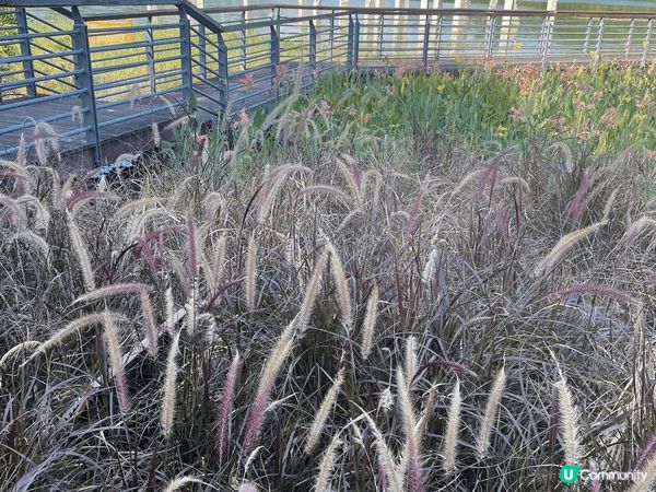 走進中山古香林公園，彷彿進入了一個詩意的世外桃源。這裡有百年...