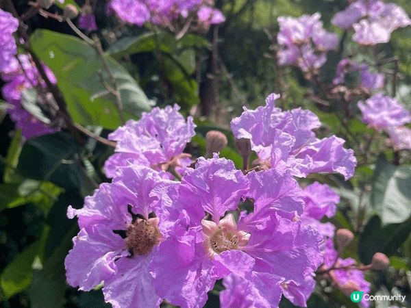 走進中山古香林公園，彷彿進入了一個詩意的世外桃源。這裡有百年...