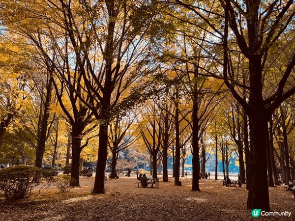 2025 Tokyo Autumn leaves.  Suc...