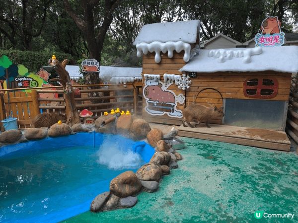 世界之窗裡面有個可以餵動物既小型動物園，可以好近距離接觸可愛...