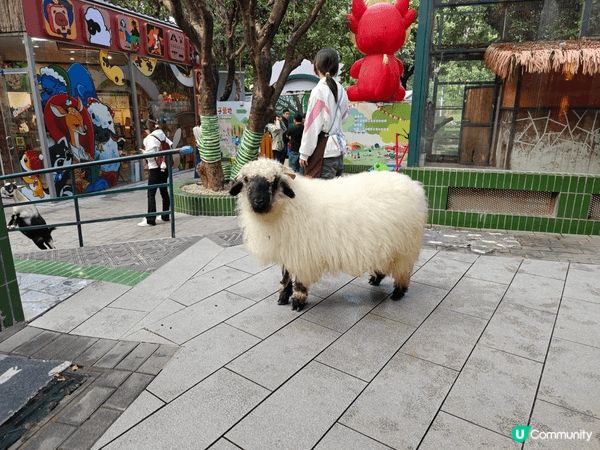 世界之窗裡面有個可以餵動物既小型動物園，可以好近距離接觸可愛...