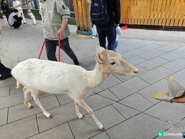 世界之窗裡面有個可以餵動物既小型動物園，可以好近距離接觸可愛...