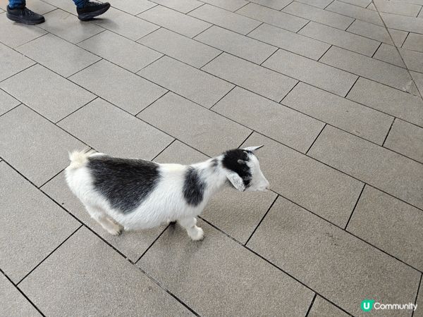 世界之窗裡面有個可以餵動物既小型動物園，可以好近距離接觸可愛...