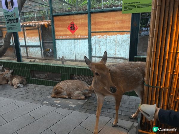 世界之窗裡面有個可以餵動物既小型動物園，可以好近距離接觸可愛...