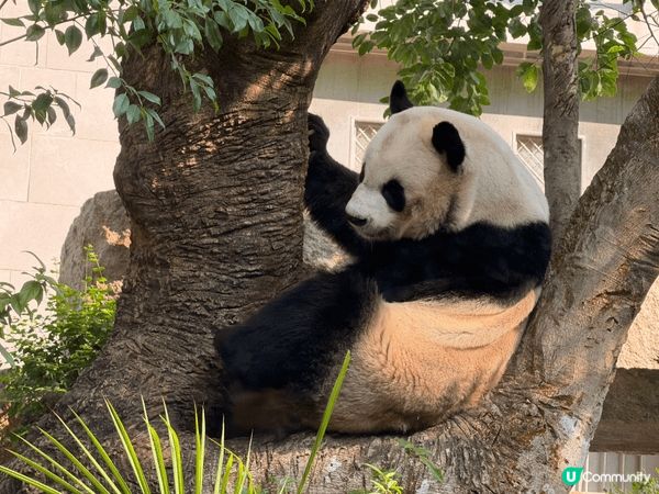 去了澳門的熊貓館，免費入場。有四隻熊貓，名字叫做開開，心心，...