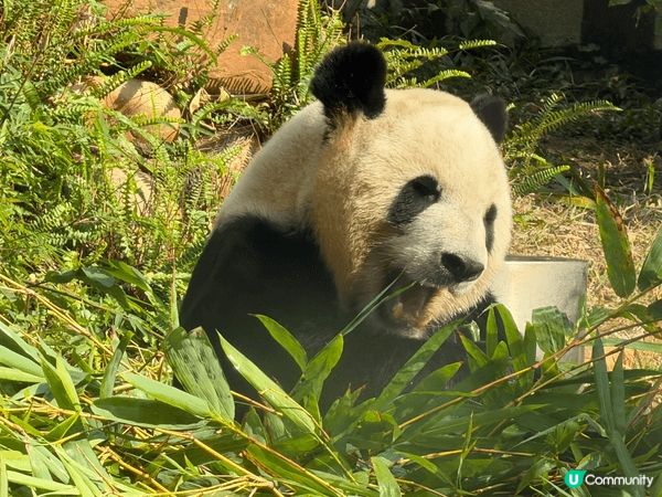 去了澳門的熊貓館，免費入場。有四隻熊貓，名字叫做開開，心心，...
