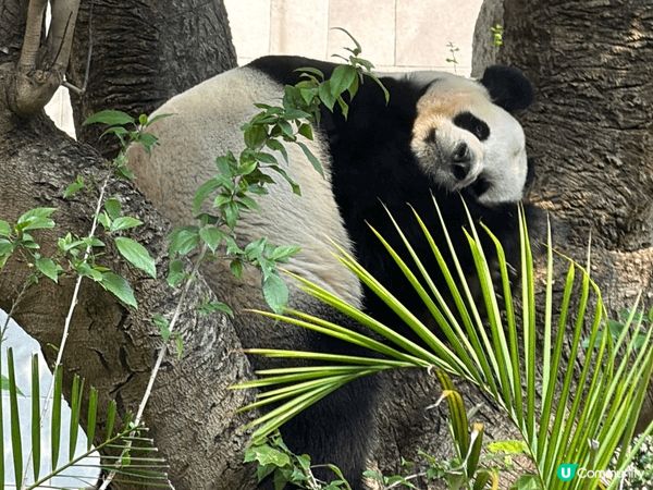 去了澳門的熊貓館，免費入場。有四隻熊貓，名字叫做開開，心心，...