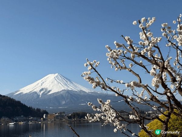 巍峨的富士山静卧于天际之下，山顶覆着一层薄雪，在晨光的晕染下...