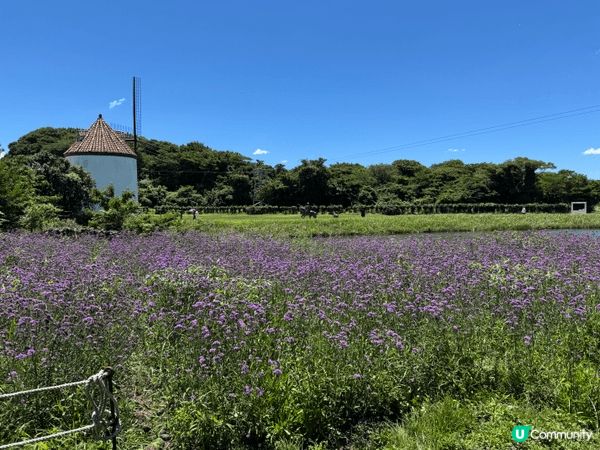 韓國濟州島旅行