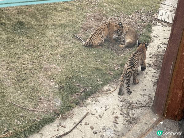 廣州清遠長隆親子遊，見盡不少野生動物，還有近距離接觸，這是最...