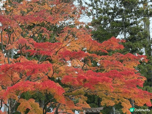 日本三景仙台松島+紅葉, 一個字- 靚!
