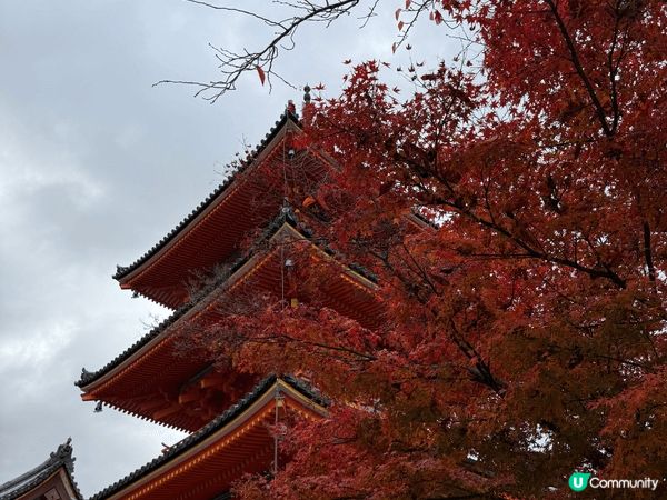 秋天去左東大寺睇紅葉，古廟加埋靚景，張張都係靚相，影到冇停手...