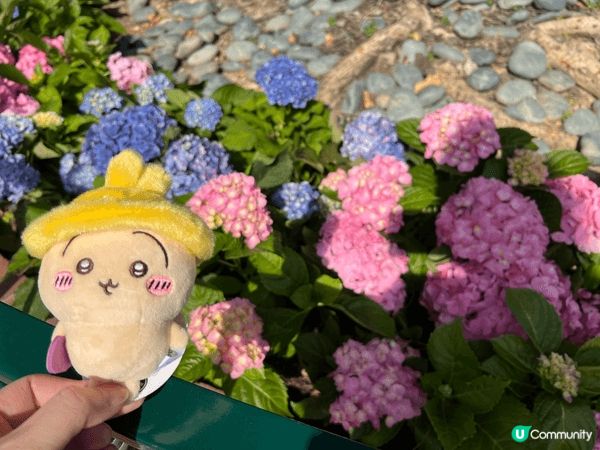 帶Usagi去海洋公園玩，佢第一次見熊貓家姐細佬。那天天氣很...