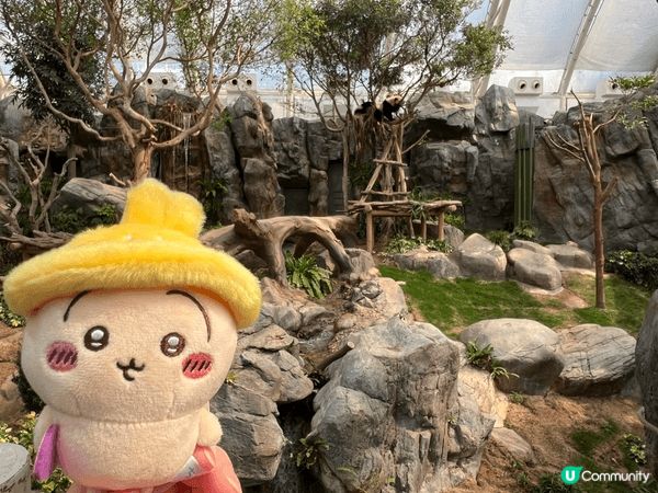 帶Usagi去海洋公園玩，佢第一次見熊貓家姐細佬。那天天氣很...