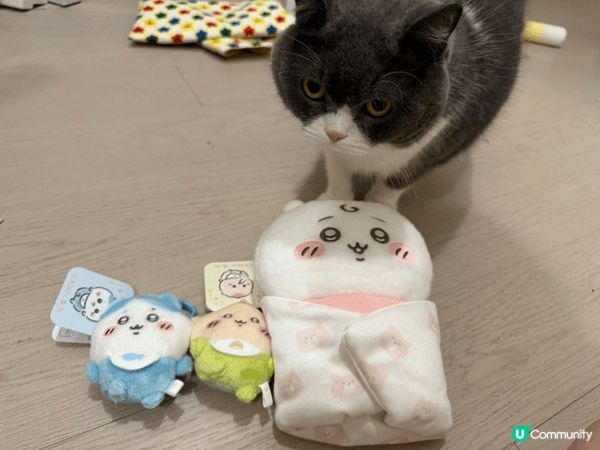 Chiikawa唔單只可愛 仲係生活中既安慰 