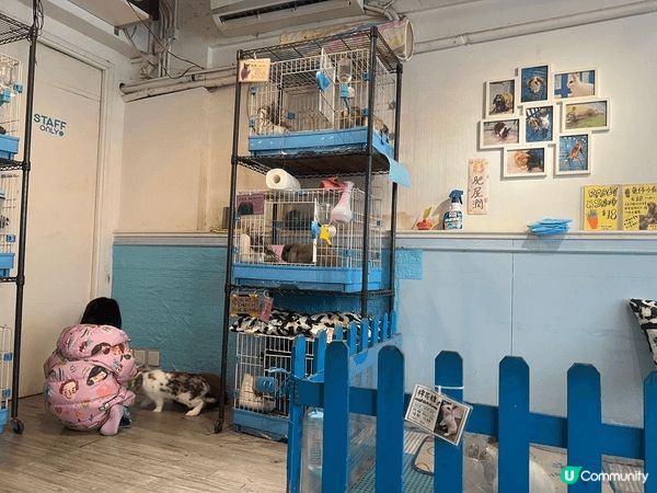 但小朋友去了銅鑼灣一間兔仔Cafe，好可愛好多兔仔，是一個很...