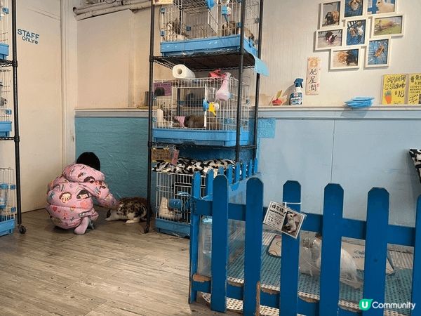 但小朋友去了銅鑼灣一間兔仔Cafe，好可愛好多兔仔，是一個很...