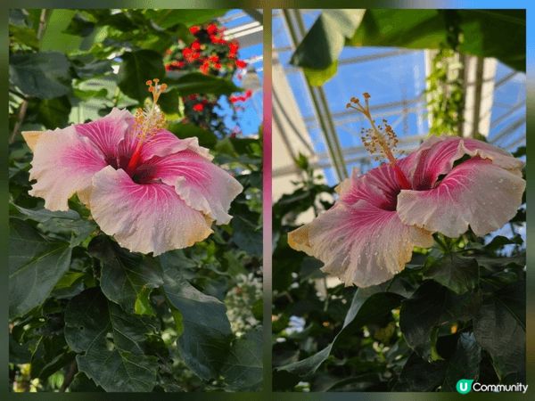 於英國探訪朋友時，一起前往的RHS Garden Wisle...