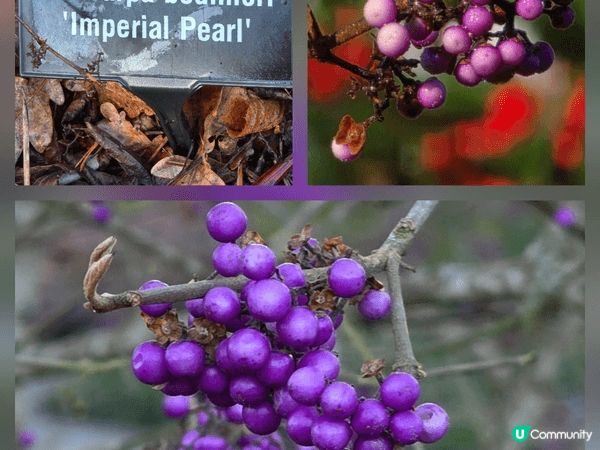 於英國探訪朋友時，一起前往的RHS Garden Wisle...